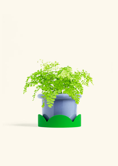 Maidenhair Fern in a 6 inches Fat Lip Blue Planter 