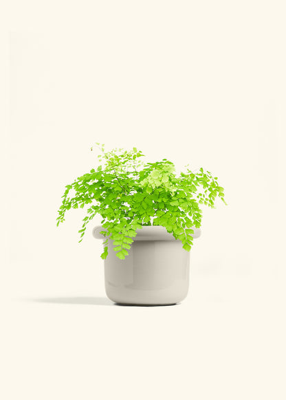 Maidenhair Fern in a 6 inches Fat Lip White Planter in a Shamrock Petal Drip Tray
