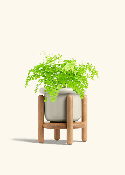Maidenhair Fern in a 6 inches Fat Lip Blue Planter in a Shamrock Petal Drip Tray