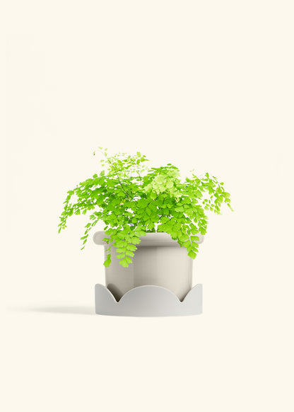Maidenhair Fern in a 6 inches Fat Lip White Planter in a Oat Petal Drip Tray