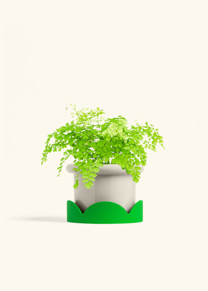 Maidenhair Fern in a 6 inches Fat Lip Blue Planter in a Oat Petal Drip Tray