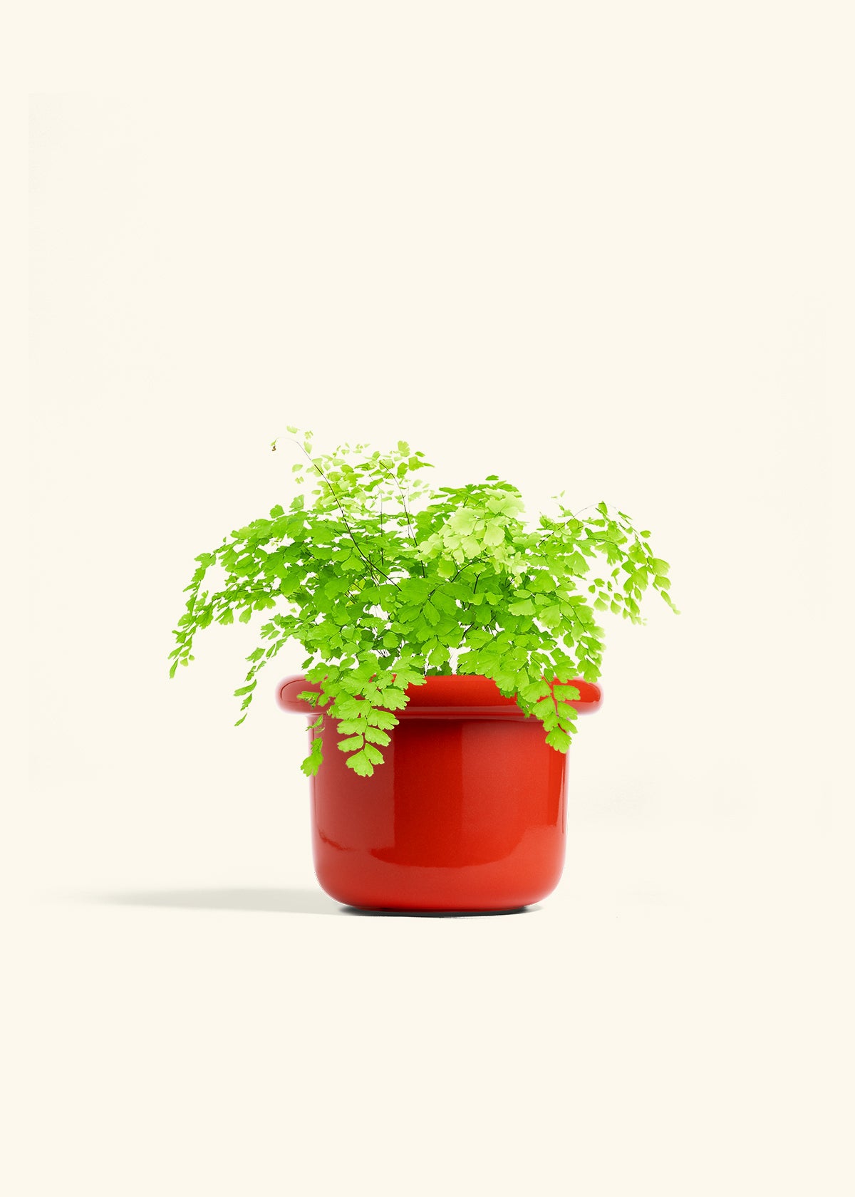 Maidenhair Fern in a 6 inches Fat Lip Oat Planter in a Oat Petal Drip Tray