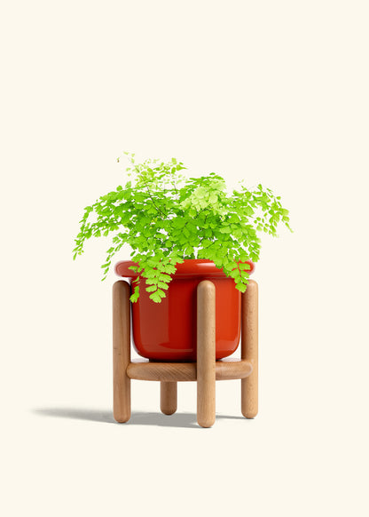 Maidenhair Fern in a 6 inches Fat Lip Blue Planter in a Beech Wood Stand