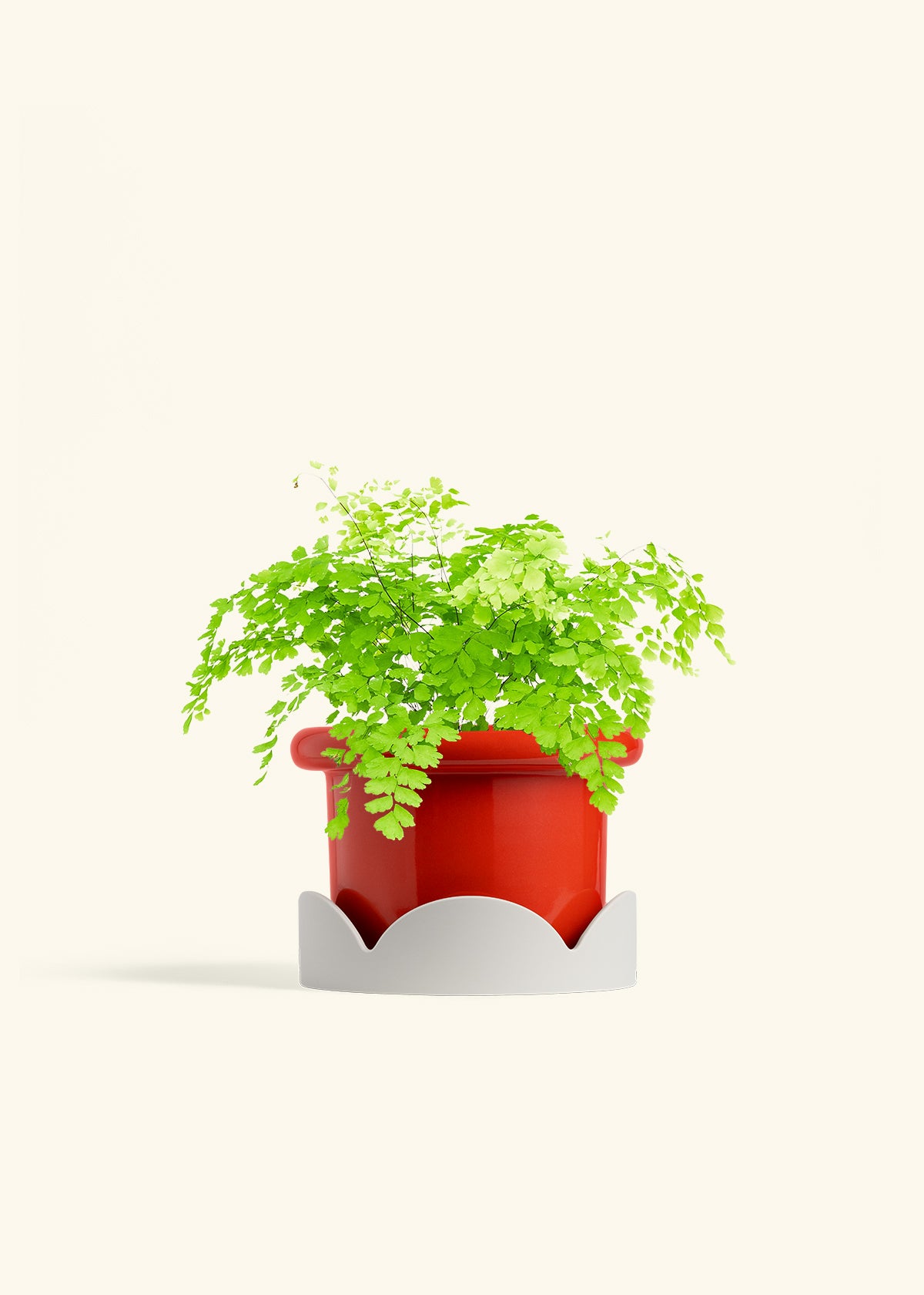 Maidenhair Fern in a 6 inches Fat Lip Red Planter 