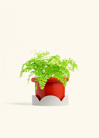Maidenhair Fern in a 6 inches Fat Lip Red Planter 