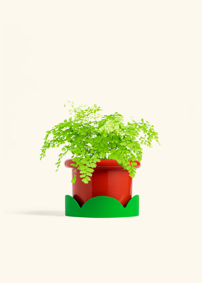Maidenhair Fern in a 6 inches Fat Lip Oat Planter in a Beech Wood Stand
