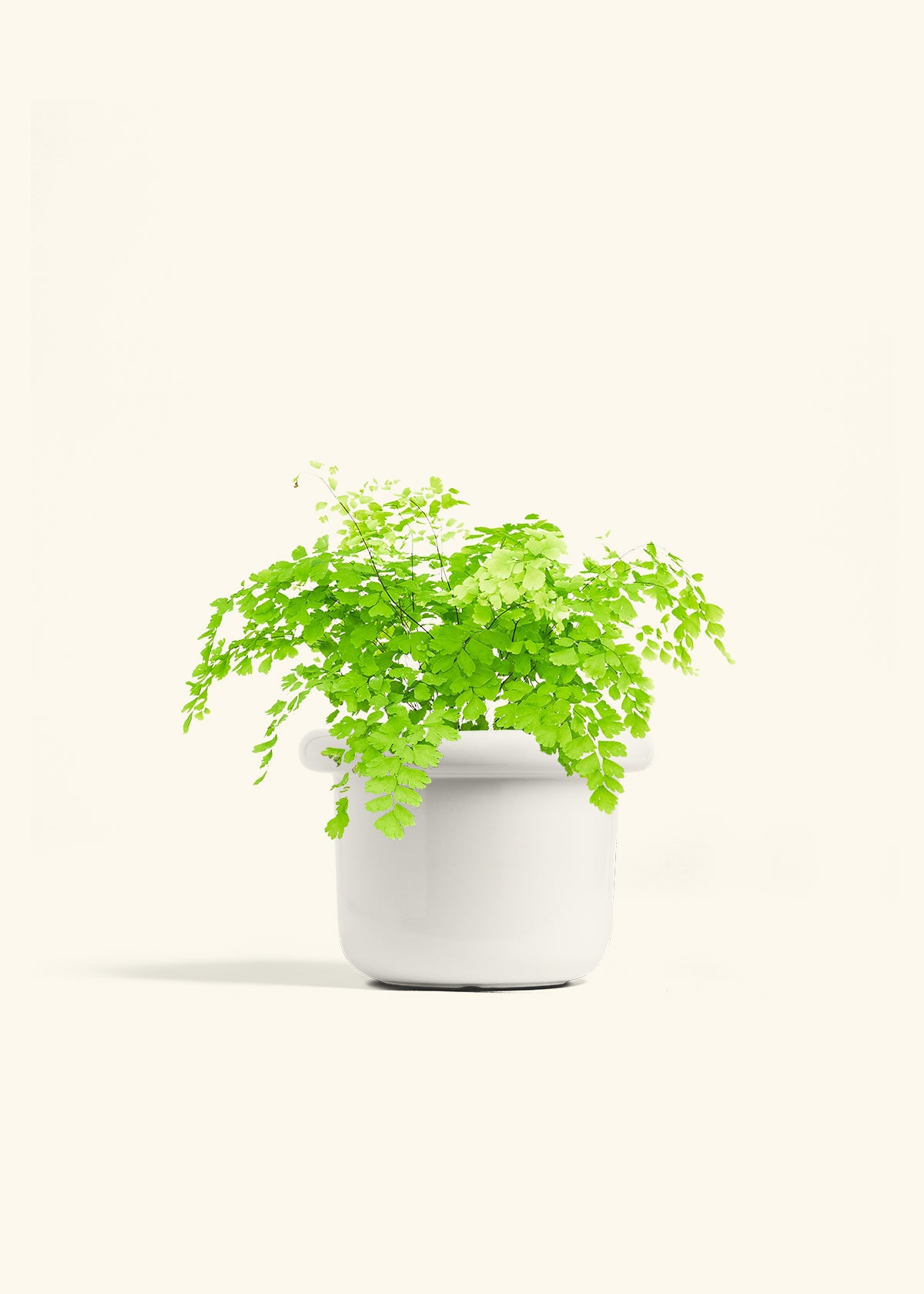 Maidenhair Fern in a 6 inches Fat Lip White Planter 