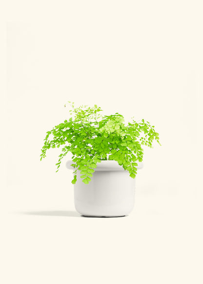 Maidenhair Fern in a 6 inches Fat Lip White Planter 