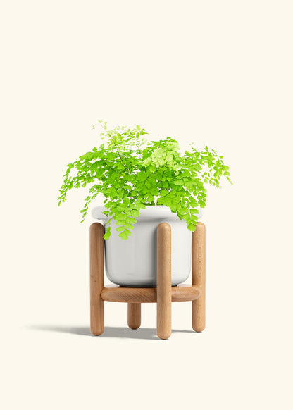 Maidenhair Fern in a 6 inches Fat Lip Red Planter in a Shamrock Petal Drip Tray