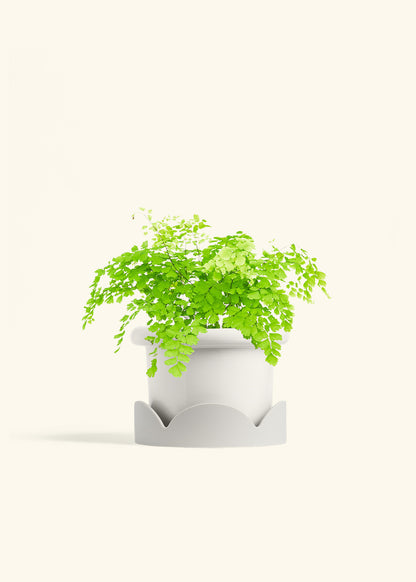 Maidenhair Fern in a 6 inches Fat Lip Red Planter in a Beech Wood Stand