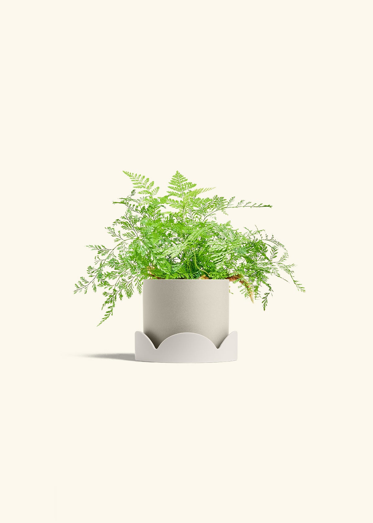 Classic Planter Tray Combo, Oat