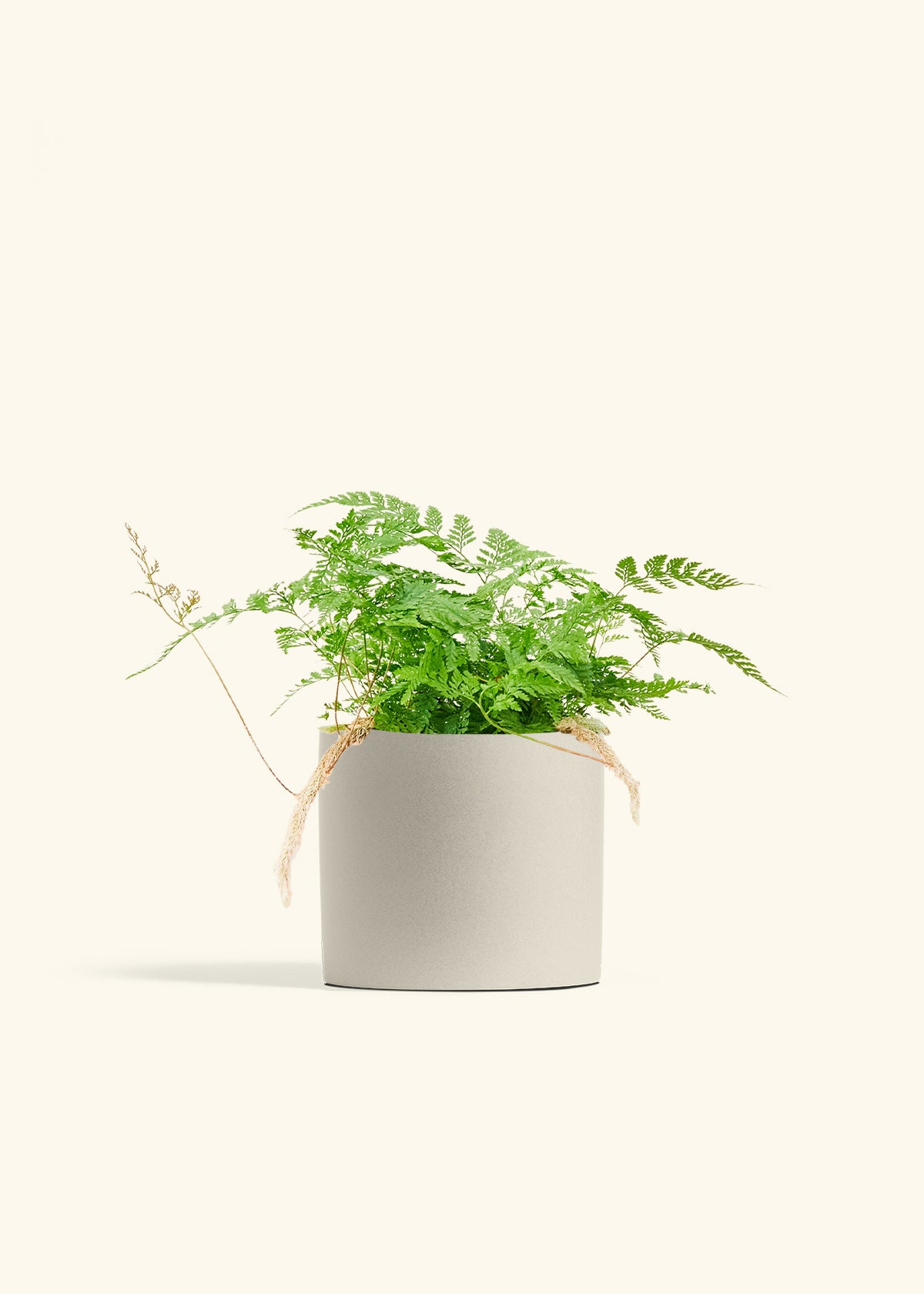 Rabbit Foot Fern in a 6 inches Oat Classic Cylinder Planter 