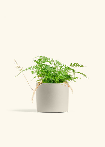 Rabbit Foot Fern in a 6 inches Oat Classic Cylinder Planter 
