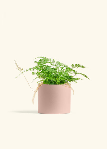 Rabbit Foot Fern in a 6 inches Pink Classic Cylinder Planter 