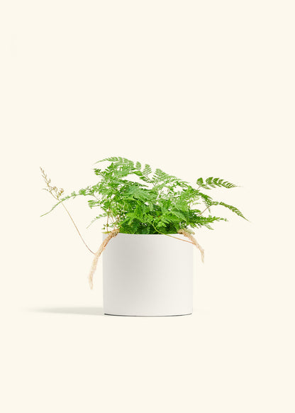 Rabbit Foot Fern in a 6 inches White Classic Cylinder Planter 