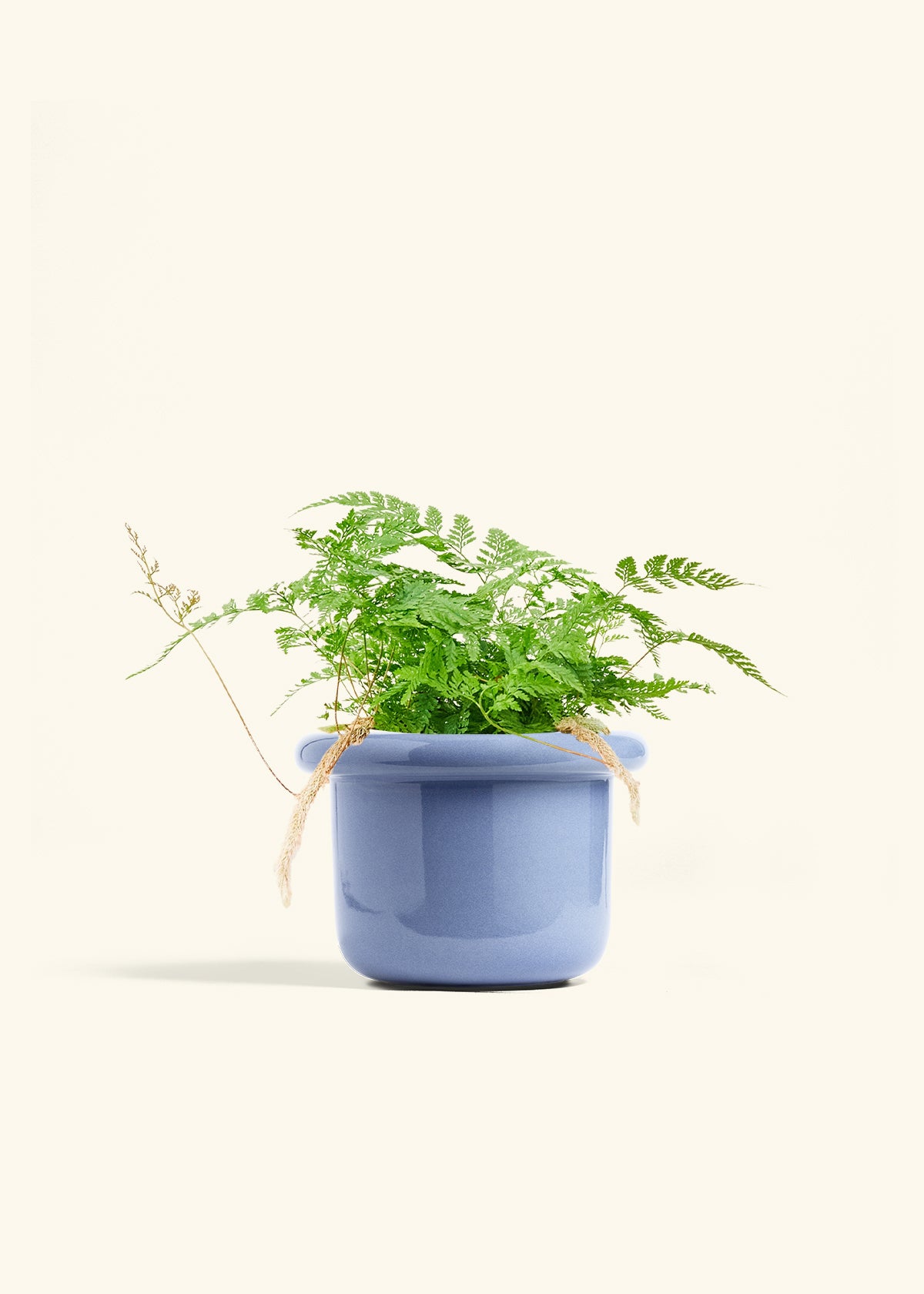 Rabbit Foot Fern in a 6 inches Fat Lip Blue Planter 