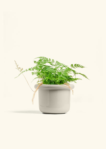 Rabbit Foot Fern in a 6 inches Fat Lip Red Planter 