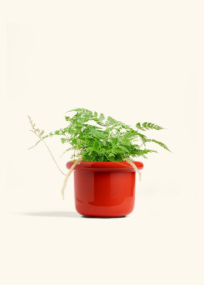 Rabbit Foot Fern in a 6 inches Fat Lip Oat Planter 