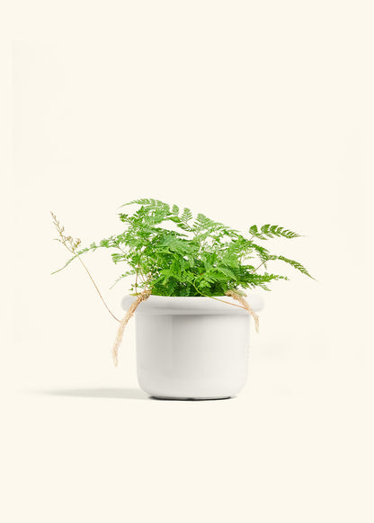 Rabbit Foot Fern in a 6 inches Fat Lip White Planter 