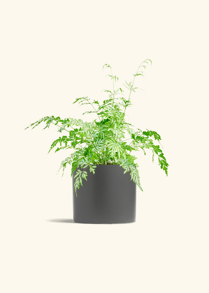Silver Lace Fern in a 6 inches Charcoal Classic Cylinder Planter 