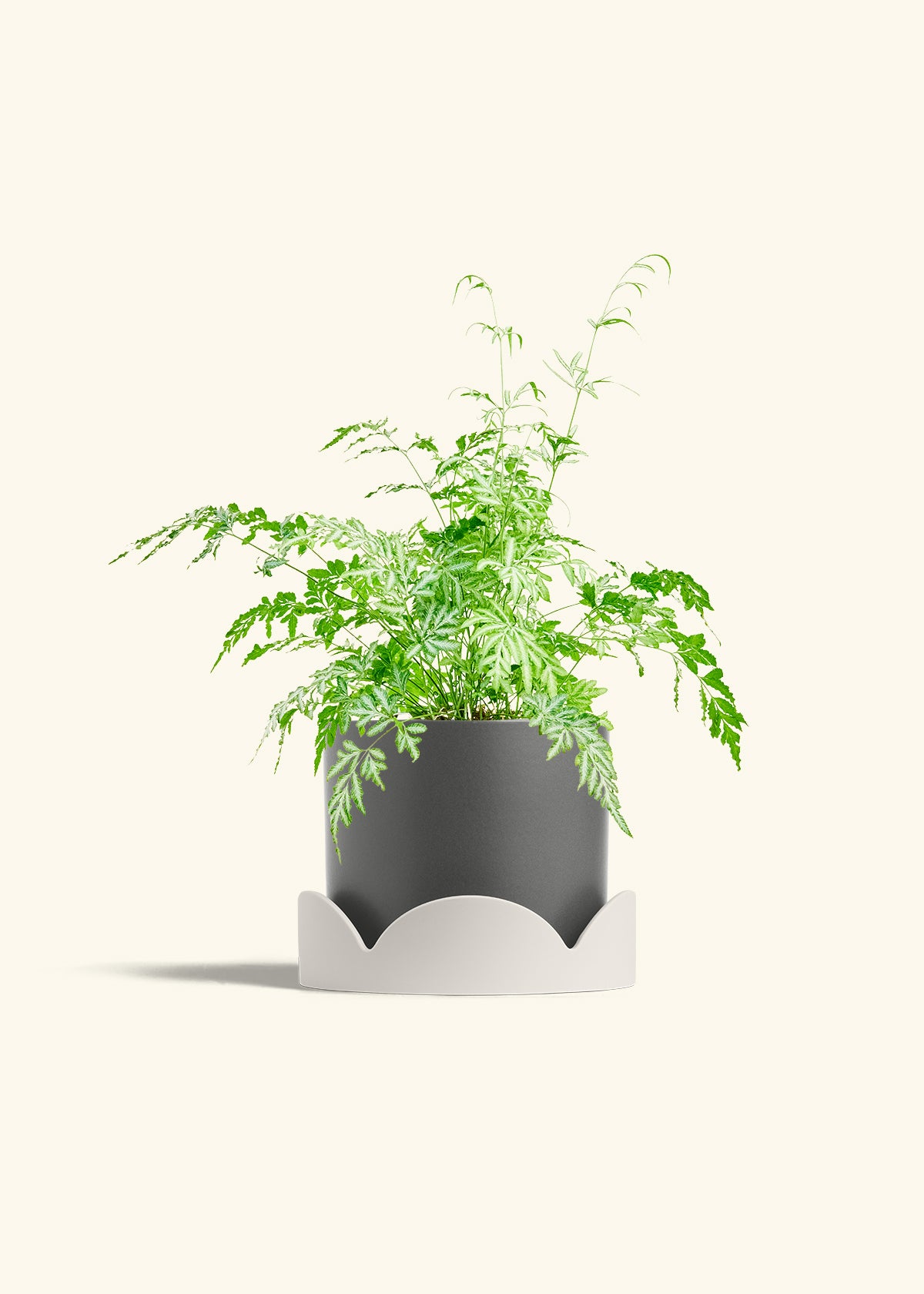 Silver Lace Fern in a 6 inches Charcoal Classic Cylinder Planter in a Oat Petal Drip Tray