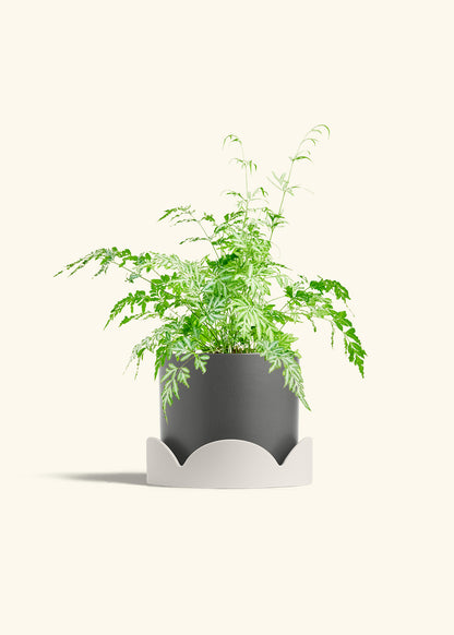 Silver Lace Fern in a 6 inches Charcoal Classic Cylinder Planter in a Oat Petal Drip Tray