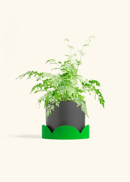 Silver Lace Fern in a 6 inches Charcoal Classic Cylinder Planter in a Shamrock Petal Drip Tray