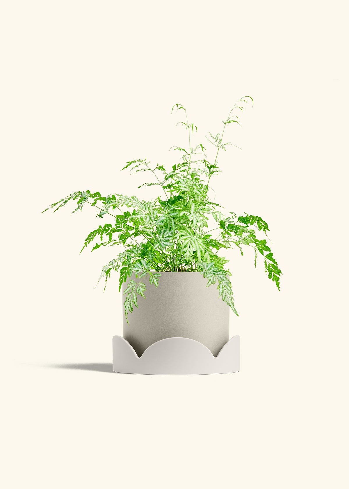 Silver Lace Fern in a 6 inches Oat Classic Cylinder Planter in a Shamrock Petal Drip Tray