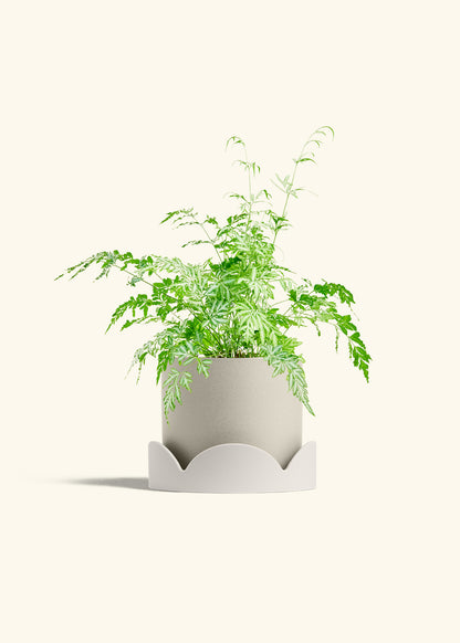 Silver Lace Fern in a 6 inches Oat Classic Cylinder Planter in a Shamrock Petal Drip Tray