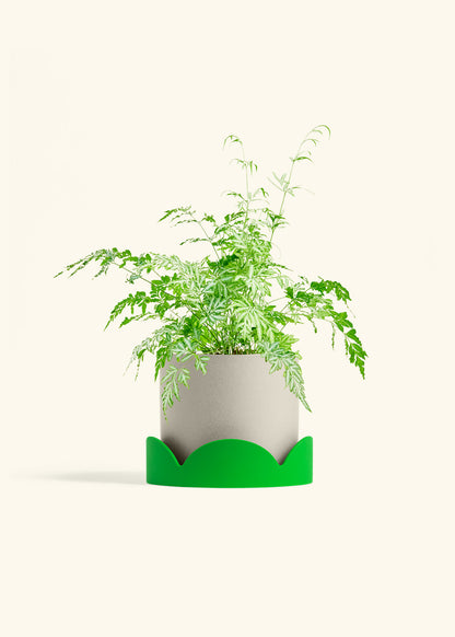 Silver Lace Fern in a 6 inches Oat Classic Cylinder Planter in a Oat Petal Drip Tray