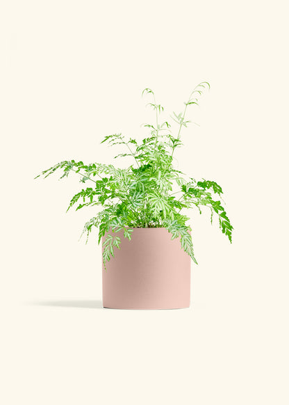 Silver Lace Fern in a 6 inches Pink Classic Cylinder Planter 