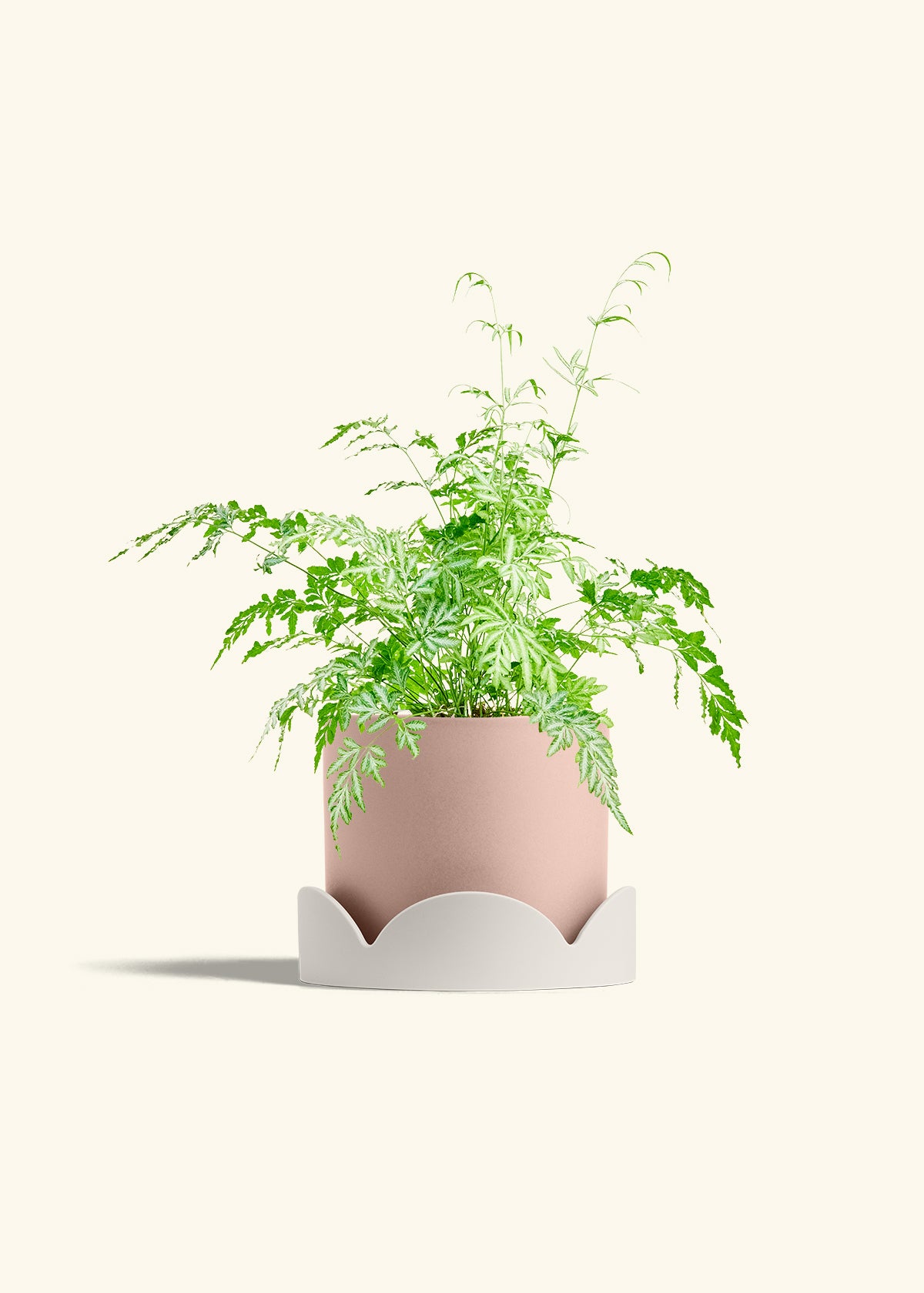 Silver Lace Fern in a 6 inches Pink Classic Cylinder Planter in a Oat Petal Drip Tray