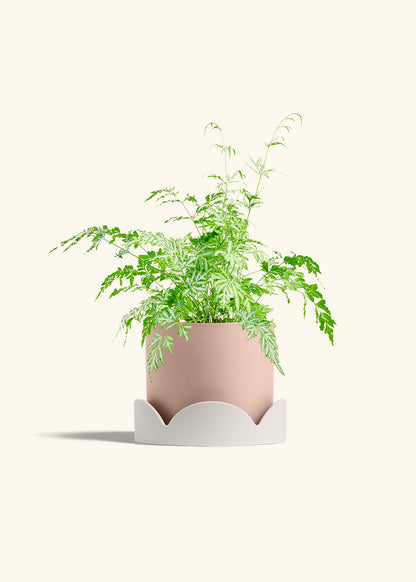 Silver Lace Fern in a 6 inches Pink Classic Cylinder Planter in a Oat Petal Drip Tray