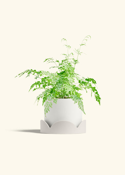 Silver Lace Fern in a 6 inches White Classic Cylinder Planter in a Oat Petal Drip Tray