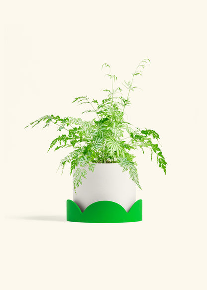 Silver Lace Fern in a 6 inches White Classic Cylinder Planter in a Shamrock Petal Drip Tray