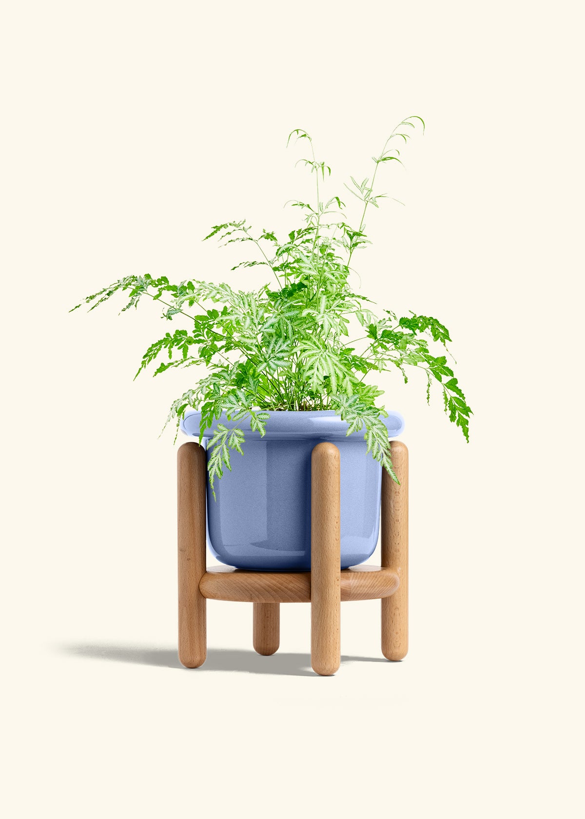Silver Lace Fern in a 6 inches Fat Lip Blue Planter in a Beech Wood Stand