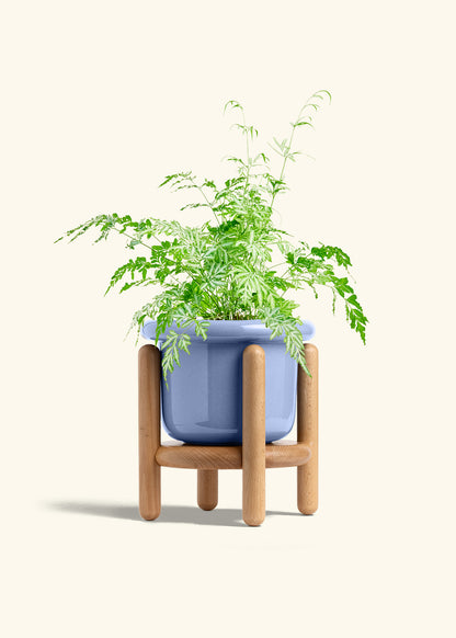 Silver Lace Fern in a 6 inches Fat Lip Blue Planter in a Beech Wood Stand