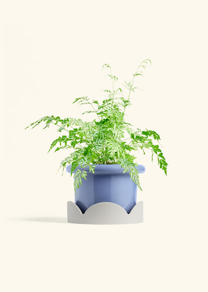 Silver Lace Fern in a 6 inches Fat Lip Blue Planter in a Oat Petal Drip Tray
