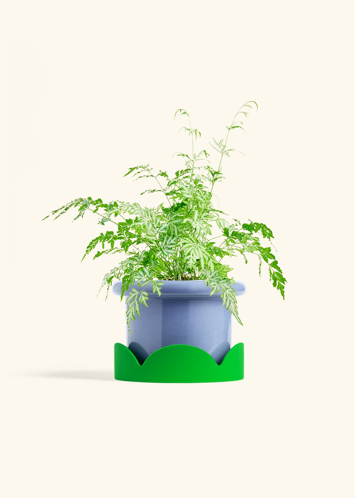 Silver Lace Fern in a 6 inches Fat Lip Blue Planter in a Shamrock Petal Drip Tray