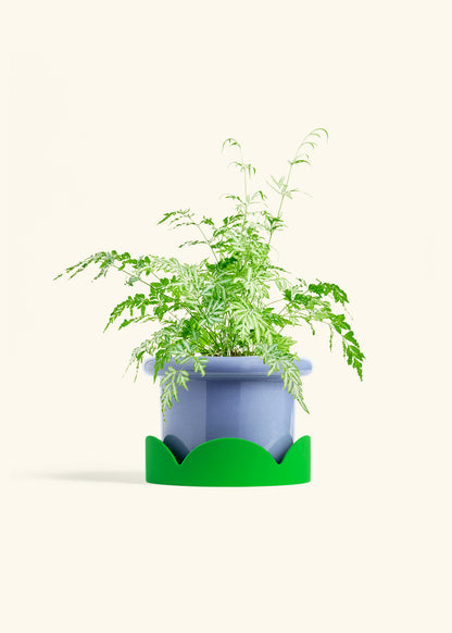 Silver Lace Fern in a 6 inches Fat Lip Blue Planter in a Shamrock Petal Drip Tray