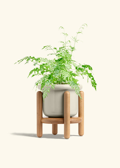 Silver Lace Fern in a 6 inches Fat Lip Oat Planter in a Beech Wood Stand