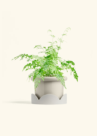 Silver Lace Fern in a 6 inches Fat Lip Oat Planter in a Oat Petal Drip Tray