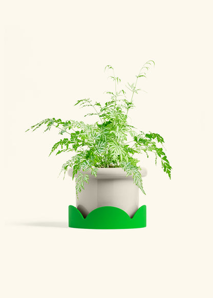 Silver Lace Fern in a 6 inches Fat Lip Oat Planter in a Shamrock Petal Drip Tray