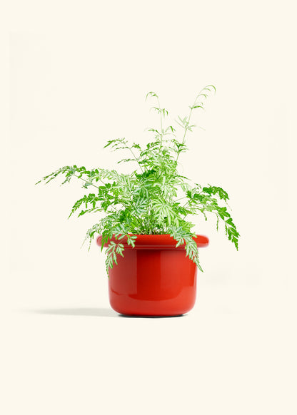 Silver Lace Fern in a 6 inches Fat Lip Red Planter 