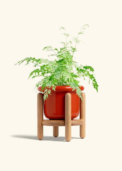 Silver Lace Fern in a 6 inches Fat Lip Red Planter in a Beech Wood Stand