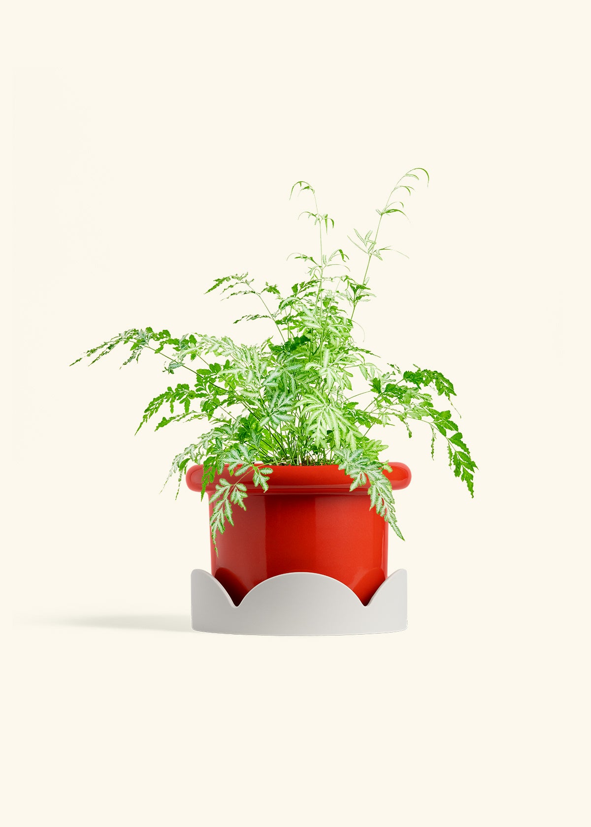 Silver Lace Fern in a 6 inches Fat Lip Red Planter in a Oat Petal Drip Tray