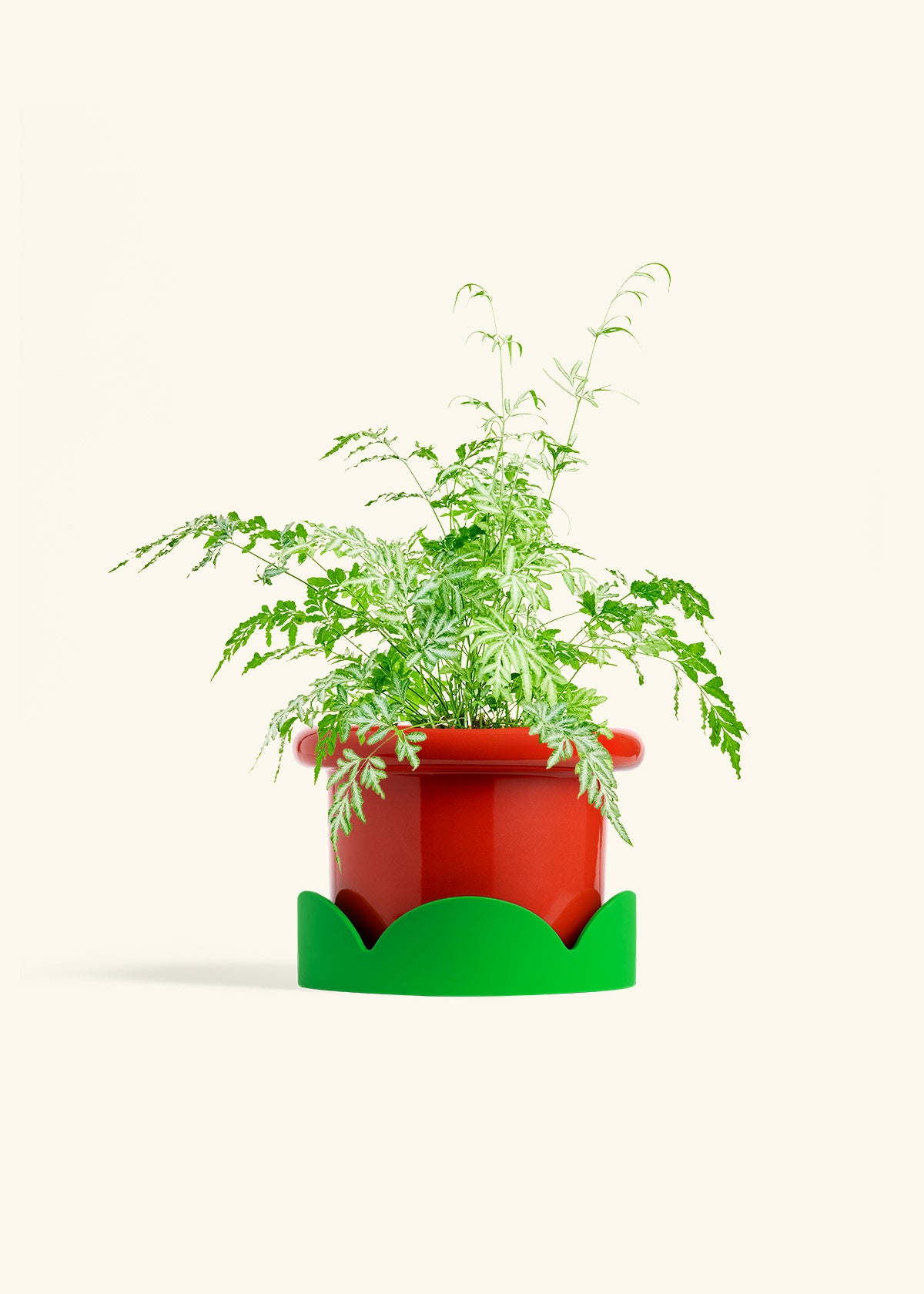 Silver Lace Fern in a 6 inches Fat Lip Red Planter in a Shamrock Petal Drip Tray