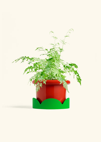 Silver Lace Fern in a 6 inches Fat Lip Red Planter in a Shamrock Petal Drip Tray