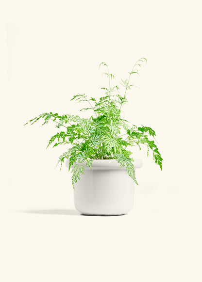 Silver Lace Fern in a 6 inches Fat Lip White Planter 