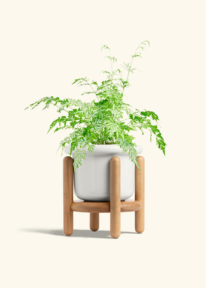 Silver Lace Fern in a 6 inches Fat Lip White Planter in a Beech Wood Stand